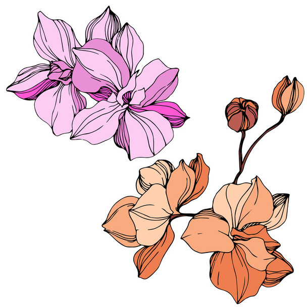 Vector pink and orange orchids. Wildflowers isolated on white. Engraved ink art - Vetor, Imagem