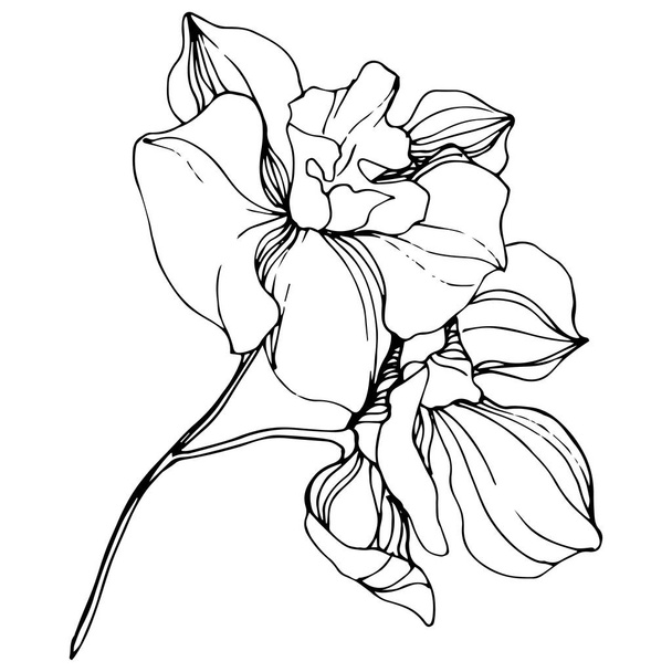 Vector Orchids. Wildflower isolated on white. Black and white engraved ink art - Wektor, obraz