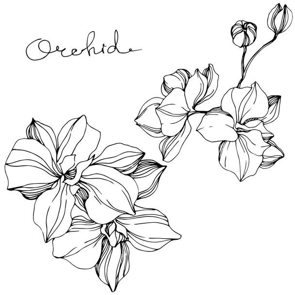 Orquídeas vectoras. Flor silvestre isolada em branco. Tinta gravada a preto e branco com letras "orquídea"
 - Vetor, Imagem