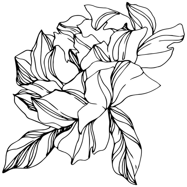 Vector Peonies. Wildflowers isolated on white. Engraved ink art. - Вектор, зображення