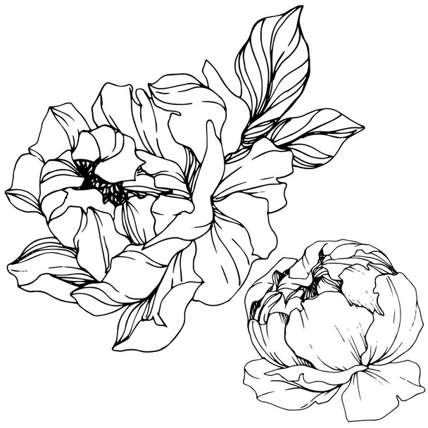 Vector Peonies. Wildflowers isolated on white. Engraved ink art. - Вектор,изображение