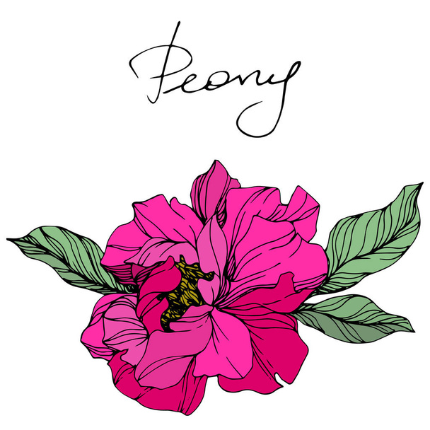 Pedônia Vector Pink. Flor silvestre isolada em branco. Arte gravada a tinta com letras "peônia"
 - Vetor, Imagem
