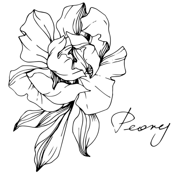 Vector Peony. Wildflower isolated on white. Black and white engraved ink art with 'peony' lettering - Vector, Image