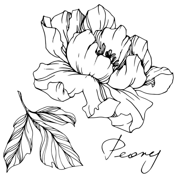 Vector Peony. Wildflower isolated on white. Black and white engraved ink art with 'peony' lettering - Wektor, obraz