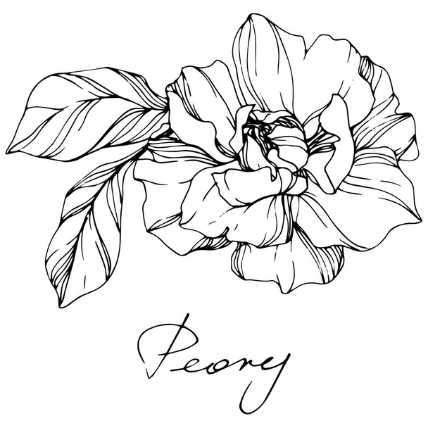 Vector Peony. Wildflower isolated on white. Black and white engraved ink art with 'peony' lettering - Vettoriali, immagini