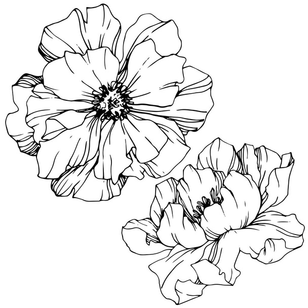Vector Peonies. Wildflowers isolated on white. Black and white engraved ink art - Vector, Image