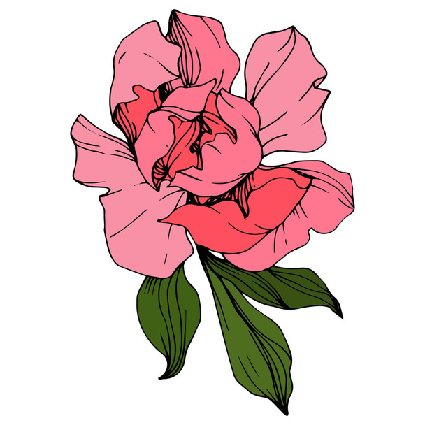 Vector Pink peony. Wildflower isolated on white. Engraved ink art.  - Διάνυσμα, εικόνα
