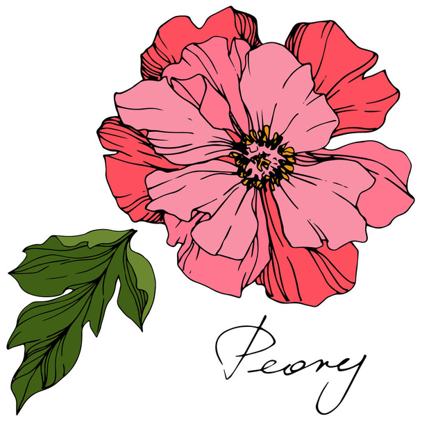 Vector Pink peony. Wildflower isolated on white. Engraved ink art with 'peony' lettering - Vetor, Imagem
