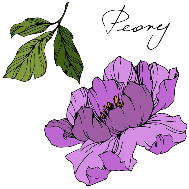 Vector purple peony. Wildflower isolated on white. Engraved ink art with 'peony' lettering - Vector, Image