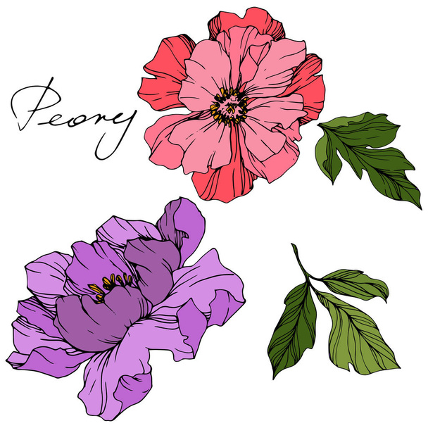 Vector Pink and purple peonies. Wildflowers isolated on white. Engraved ink art with 'peony' lettering - Vector, Image
