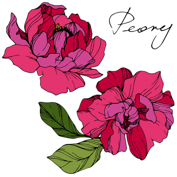 Vector red peonies. Wildflowers isolated on white. Engraved ink art with 'peony' lettering - Vector, Image