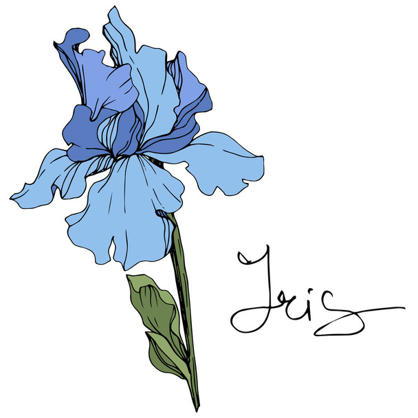 Vector blue iris flower. Wildflower isolated on white. Engraved ink art with 'iris' lettering - Vector, Image