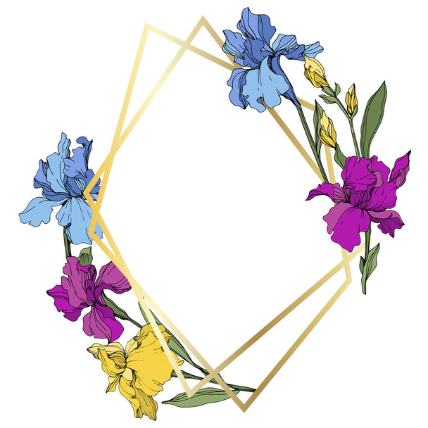 Vektor fialové, modré a žluté kosatce. Květy, izolované na bílém. Květinový rámeček hranice s kopií prostor - Vektor, obrázek