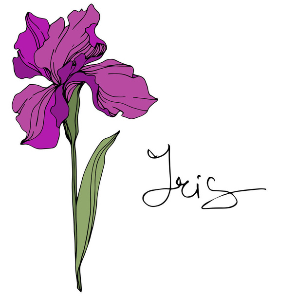 Vector purple iris flower. Wildflower isolated on white. Engraved ink art with 'iris' lettering - Vektor, Bild