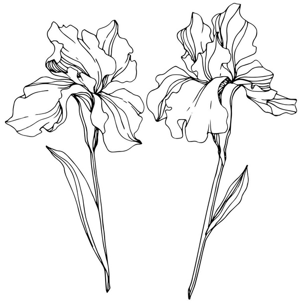 Vector Iris flowers. Wildflowers isolated on white. Black and white engraved ink art.  - Vetor, Imagem