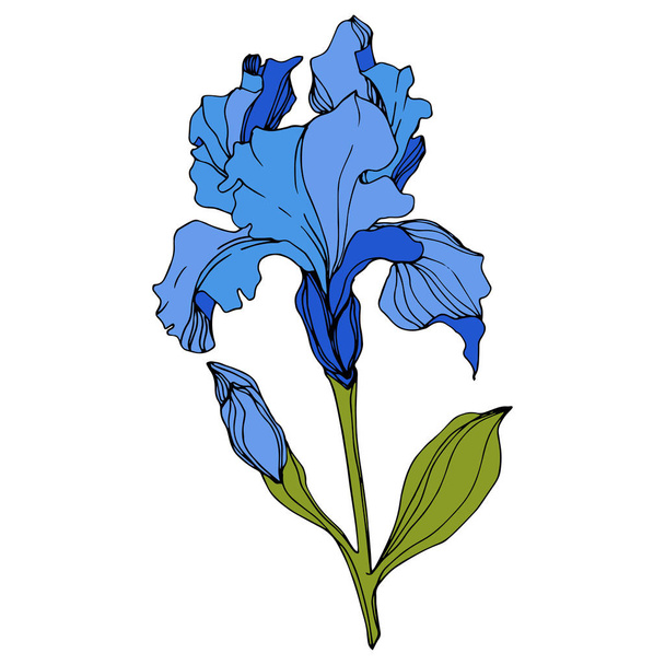 Vector blue iris isolated on white. Engraved ink art - Vecteur, image