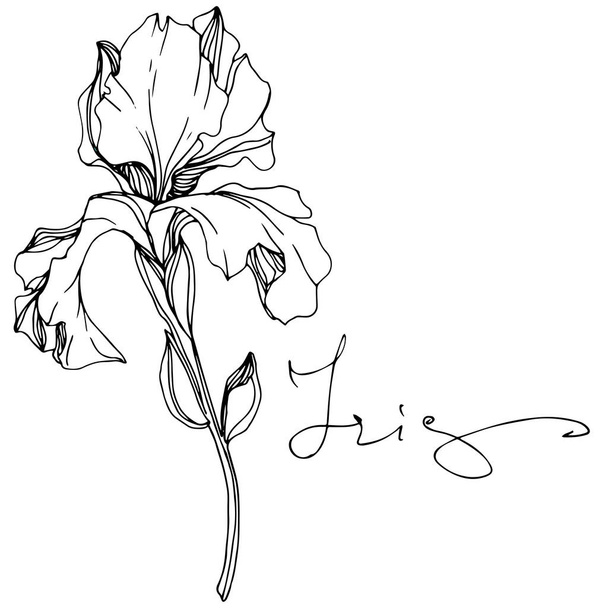 Vector Iris flower isolated on white. Black and white engraved ink art with 'iris' lettering - Вектор,изображение