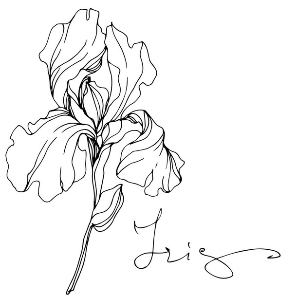 Vector Iris flower isolated on white. Black and white engraved ink art with 'iris' lettering - Vetor, Imagem