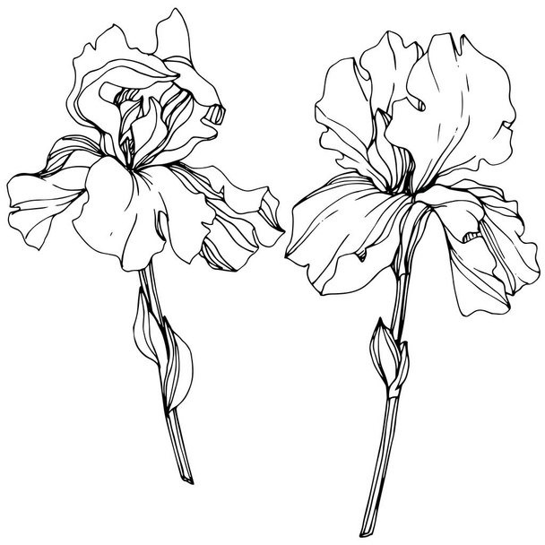 Vector Irises isolated on white. Black and white engraved ink art - Vettoriali, immagini