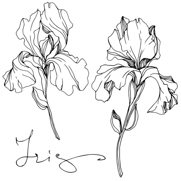 Vector Irises isolated on white. Black and white engraved ink art with 'iris' lettering - Vecteur, image