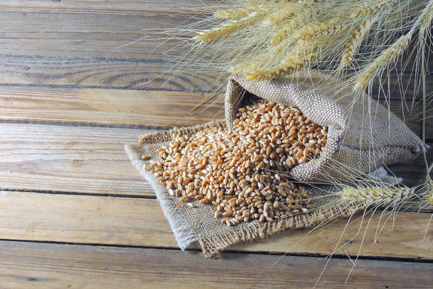 Granos de trigo y espiguillas de trigo. Vista superior
 - Foto, imagen