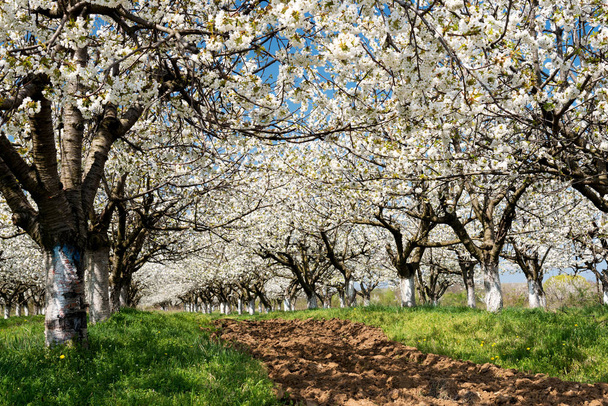 Righe di splendidamente fioritura in alberi di ciliegio bianchi su un prato verde in primavera
 - Foto, immagini