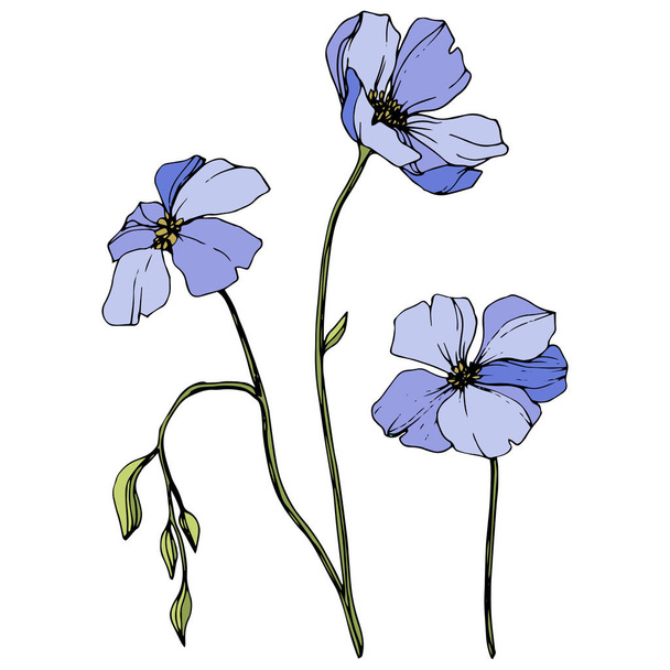 Vector Blue flax. Spring wildflowers isolated on white. Engraved ink art.  - Vector, Image