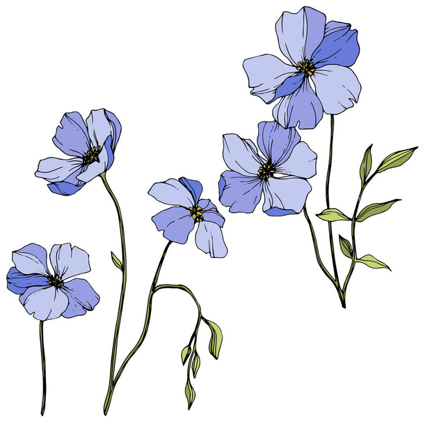 Вектор Блакитний льон. Весняні квіти ізольовані на білому. Вигравіруване чорнило
.  - Вектор, зображення