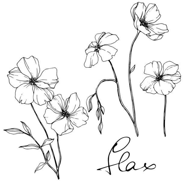Vector Flax. Wildflowers isolated on white. Black and white engraved ink art with 'flax' lettering - Vecteur, image