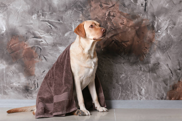 Симпатична собака з рушником після миття біля гранжевої стіни
 - Фото, зображення