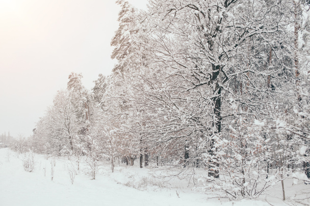 γραφική θέα από χιονισμένα δέντρα με πλευρά φωτισμός στο δάσος του χειμώνα - Φωτογραφία, εικόνα