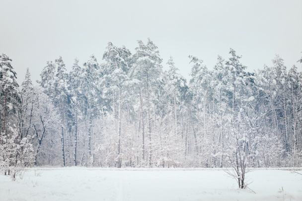 luonnonkaunis näkymä lumiset puut talvella metsässä
 - Valokuva, kuva