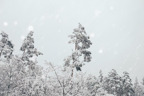 vista panoramica della foresta invernale e fiocchi di neve che cadono sfocati
 - Foto, immagini