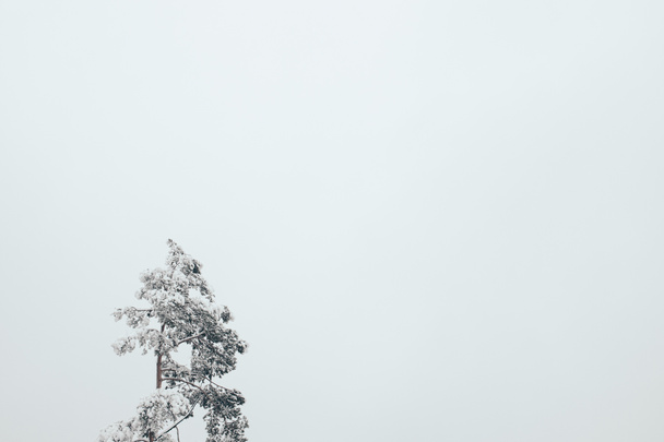 pine tree covered with snow and clear sky as background - Zdjęcie, obraz