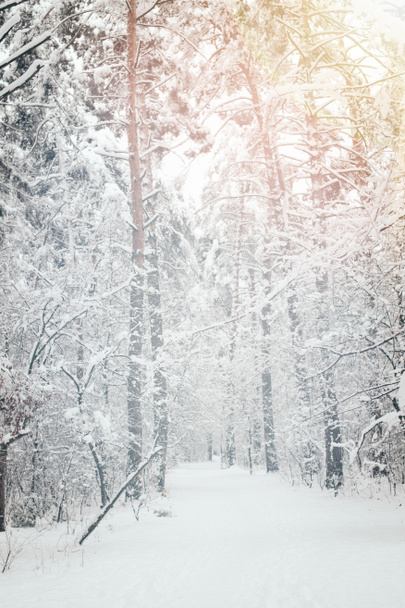 vista panorámica de los árboles nevados en el bosque de invierno
 - Foto, imagen