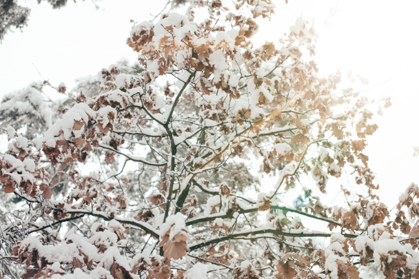 low angle view of snowy tree in winter forest - Foto, immagini