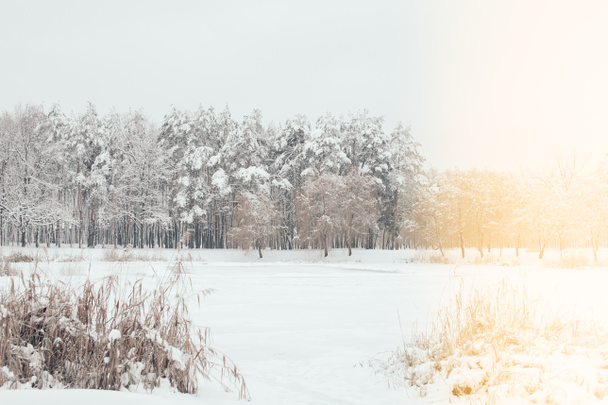 живописный вид на снежные деревья с боковым освещением в зимнем лесу
 - Фото, изображение
