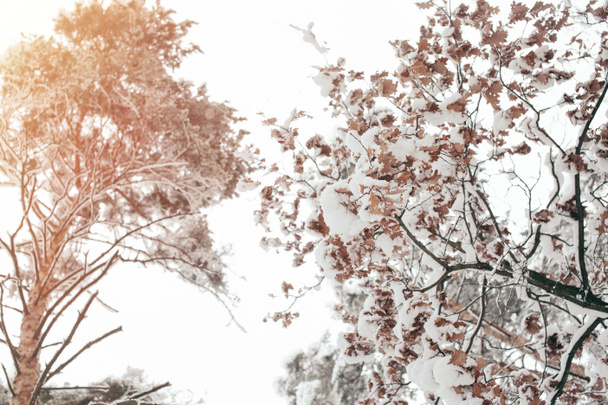 matala kulma näkymä luminen puu talvella metsässä
 - Valokuva, kuva