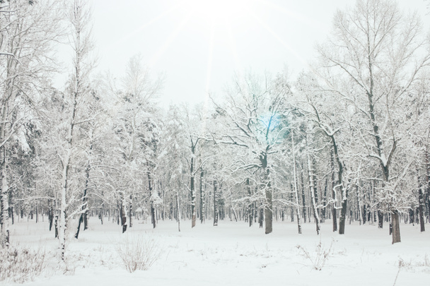 scenic view of snowy trees and sunlight in winter forest - Photo, Image