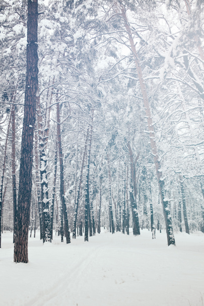 scenic view of snowy trees in winter forest - Foto, imagen