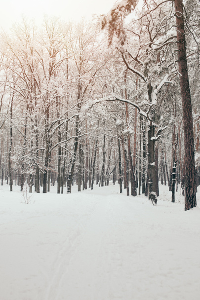 festői kilátással a havas fák a téli erdő - Fotó, kép