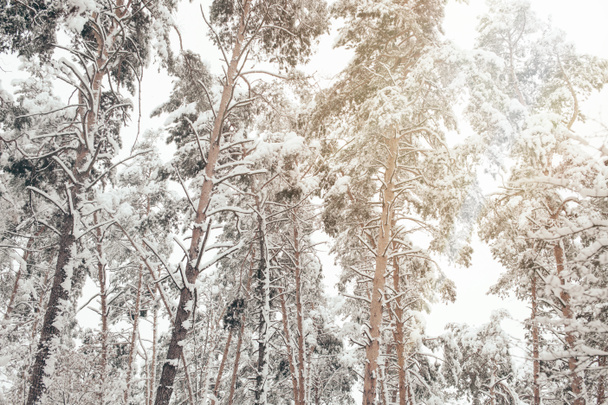 Low angle view of snowy pine trees in winter forest - Foto, Imagem