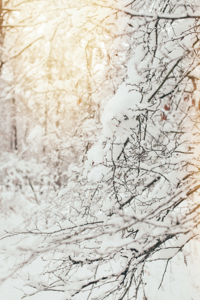 vista de cerca de las ramas de los árboles cubiertas de nieve con iluminación lateral en el bosque
 - Foto, Imagen