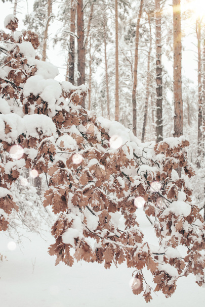 Vista panorámica del roble en el bosque de invierno y los copos de nieve que caen borrosos
 - Foto, Imagen