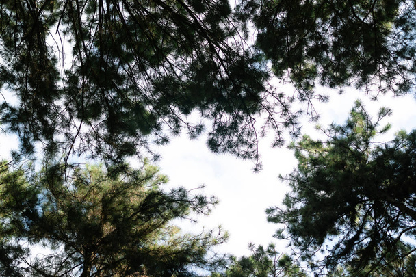 Beautiful Forest of Pine trees in chiangmai Thailand - Zdjęcie, obraz