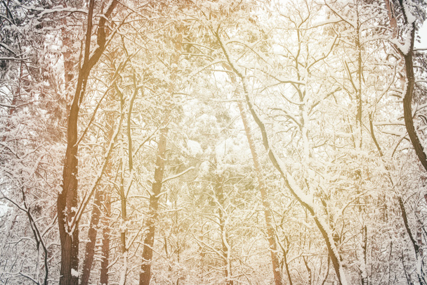 toned picture of snowy winter woods as background - Photo, Image