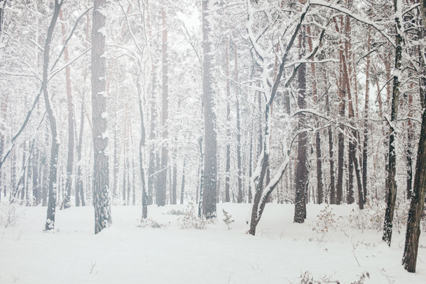scenic view of beautiful snowy winter forest - Photo, Image
