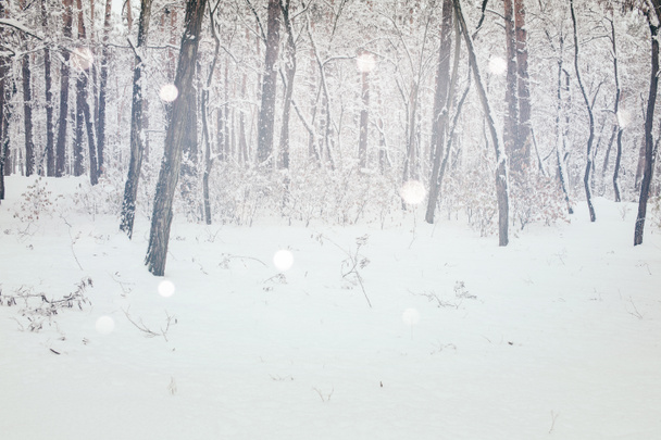 malebný pohled na zimní les a rozmazané padající sněhové vločky - Fotografie, Obrázek