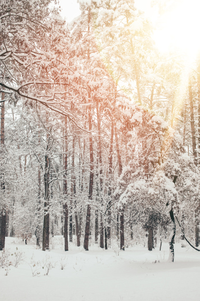 vista panorámica del hermoso bosque de invierno nevado con luz solar
 - Foto, Imagen