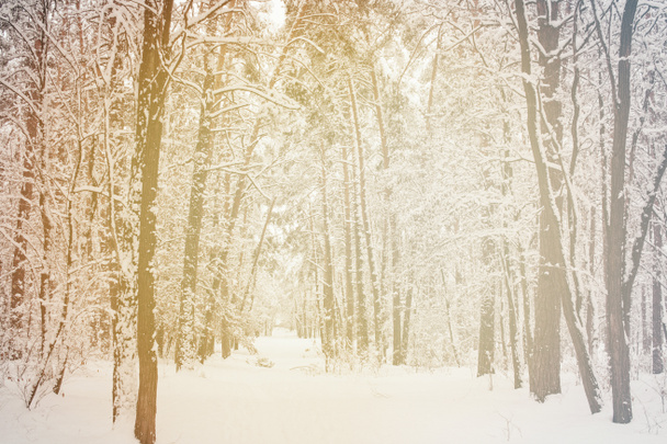 тоновані зображення красиві snowy зимовий ліс - Фото, зображення